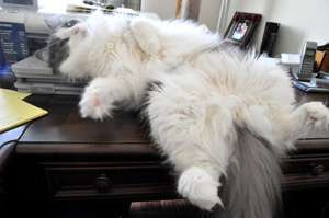 Foster Fuzzy Pants