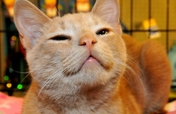 Rescue cats from being euthanized at local shelter