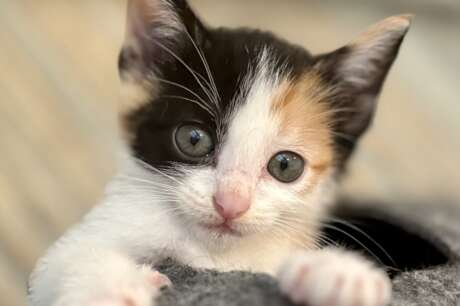 Rescue cats from being euthanized at local shelter