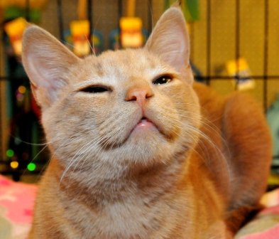 Rescue cats from being euthanized at local shelter