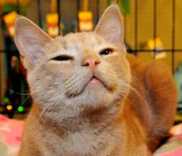 Rescue cats from being euthanized at local shelter