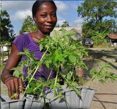 Woman with tomato plants