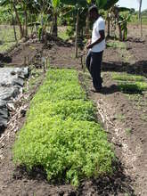 Overseeing seedling production in Lory