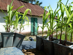 Seedling trials in Lory