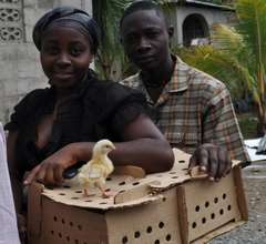 raising chickens to improve nutrition