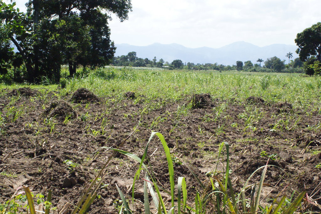 Vegetable Gardens for Improved Nutrition in Haiti