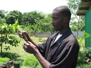 Seedlings