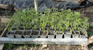 tomato seedlings