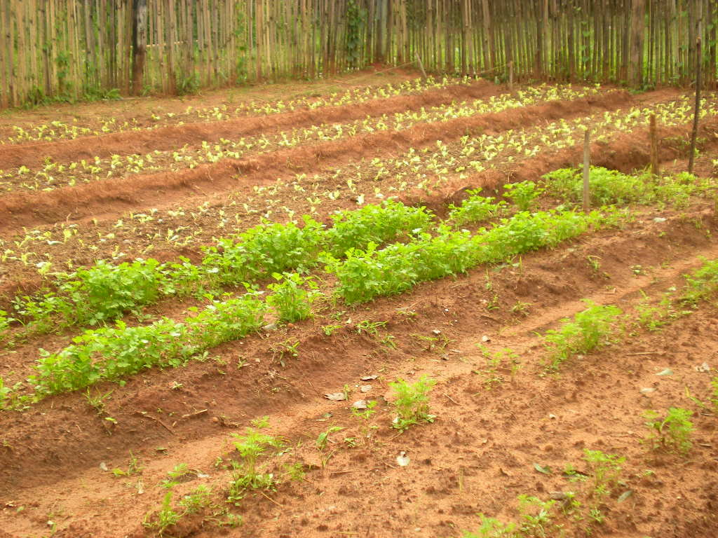 Health and Education for 200 children in Paraguay