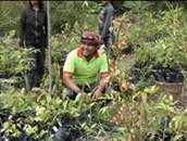 Forest Guardian at the replanting