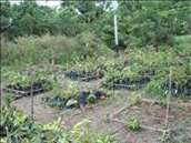 Seedlings waiting to go in the ground!