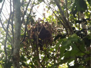 An orangutan nest in Sedahan