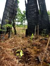 Seedlings take root (photo by Kari Malen)