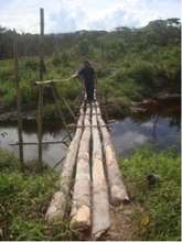 Bridge - intended for people, used by orangutans!