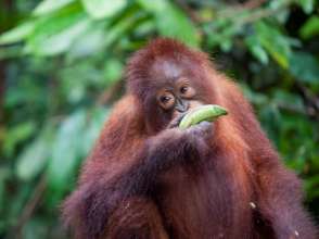 Bornean orangutan