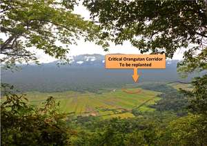 The Sederhan corridor, now reforested!