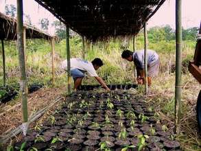 Preparing seedlings for planting!