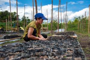 Planting seedlings at a reforestation site