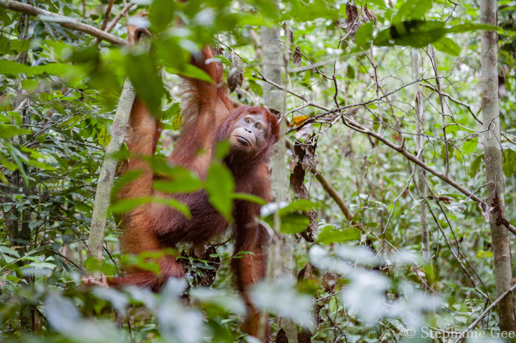 Bornean orangutan living in the national park