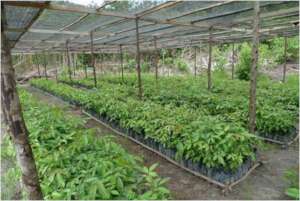 A seedling nursery in Indonesia