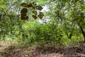 Saplings turning to young trees in Indonesia