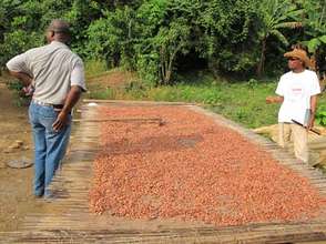 Cocoa beans drying in Monatele