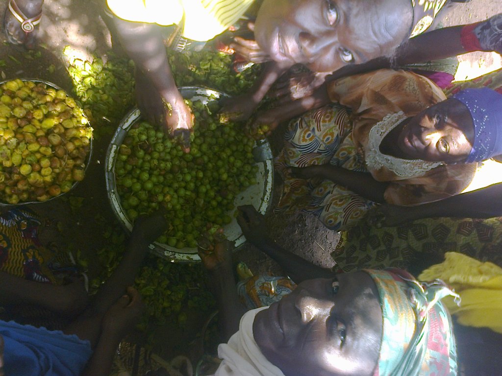 Depulping shea fruit before steaming and drying.