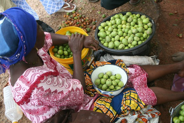 Help 375 Just Shea Women Harvest Safer, Earn More