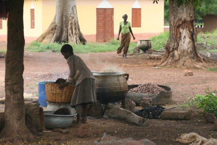 Help 375 Just Shea Women Harvest Safer, Earn More