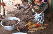 Help 375 Just Shea Women Harvest Safer, Earn More