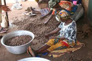 Help 375 Just Shea Women Harvest Safer, Earn More