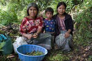 Picking vegetables