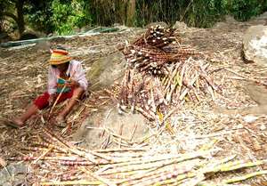 Sugarcane processing