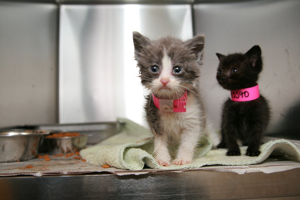 First response for animal disaster victims