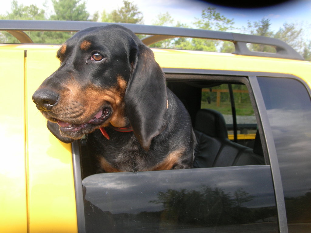 First response for animal disaster victims