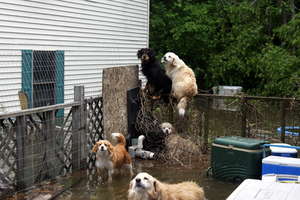 Desperate animal victims