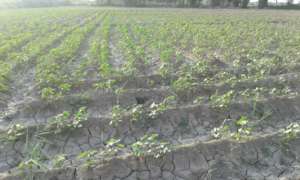 Crops cultivated on 3 acres