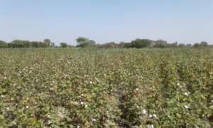 Cotton on small scale