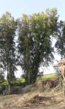 Trees plantation