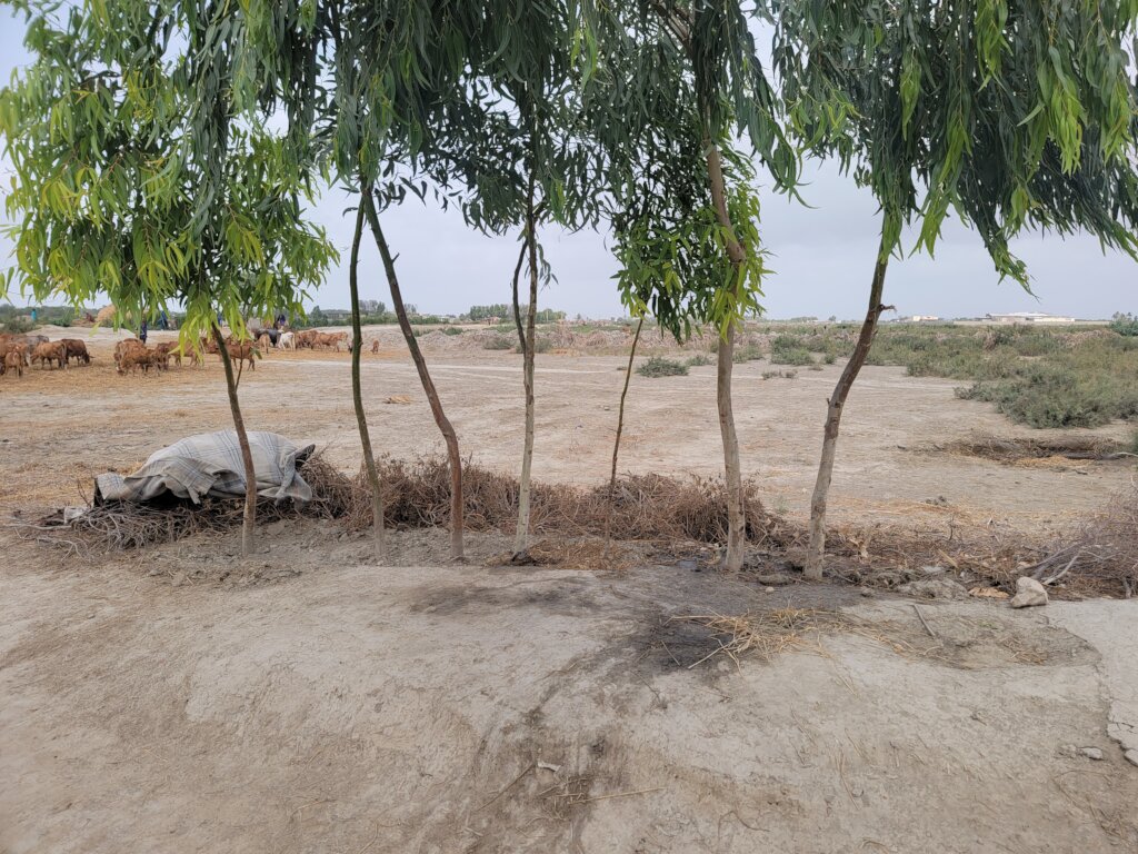 Trees planation in rural villages