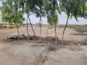 Trees planation in rural villages
