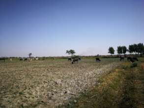 Rice crop not cultivated