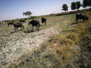 Barren land ...water shortage