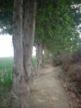 Trees plantation