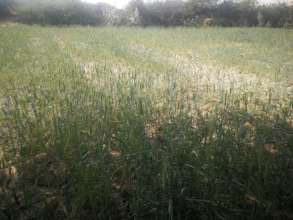 wheat crop grown