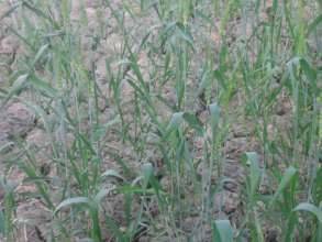 wheat crop grown
