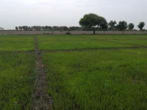 Rice seed planted by 10 farmers on this land