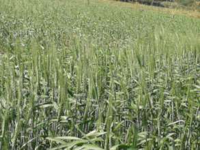 Wheat crop recived rain