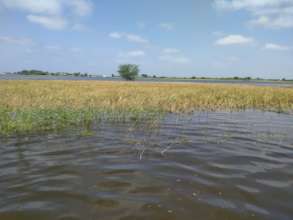 Crops destroy in rain water