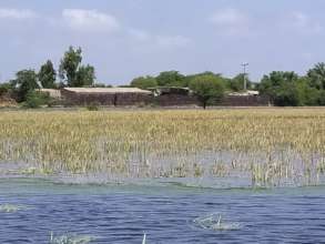 Crops destroy in rain water